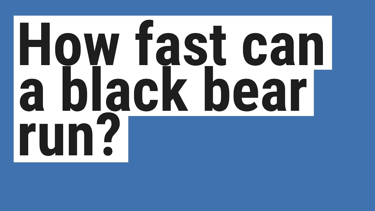 How Fast Can A Black Bear Run YouTube How fast can a black bear run youtube