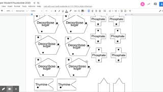 Modeling DNA Paper Molecule Lab Intro