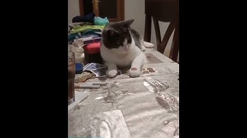 cat does penny hand trick coin under palm