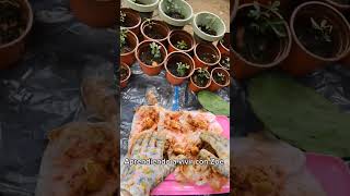 Nuevos brotes de semilla de Yaca o Jackfruit #plantas #Yaca #Jackfruit #germinar #cocina #jardin