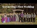 SERVICE DOG CRASHES WEDDING!!!!!!!! SERVICE DOG CRASHES WEDDING!!!!!!!!