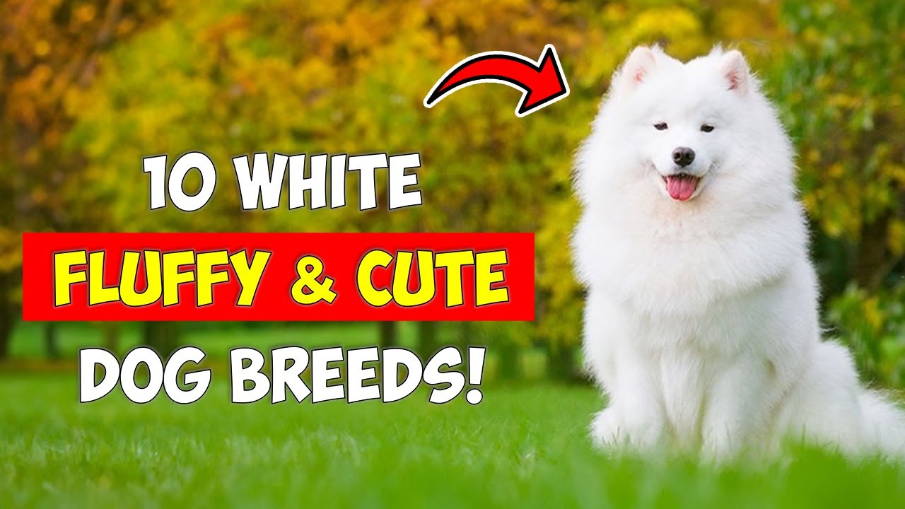 10 White Fluffy Dog Breeds YouTube