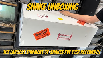Huge Ball Python unboxing from @jsareptiles9015