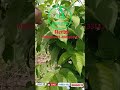 ASEJE ALEKO