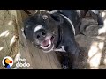 Takis Finds Dog Who Spent His Life On A Chain | The Dodo