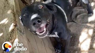Takis Finds Dog Who Spent His Life On A Chain | The Dodo