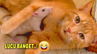 GEMES BANGET..🤣 10 Momen Lucu Kucing Bersahabat dengan Tikus, Anjing, Kelinci, dan Ayam by Jaya Edutainment 19,368 views 7 months ago 4 minutes, 35 seconds