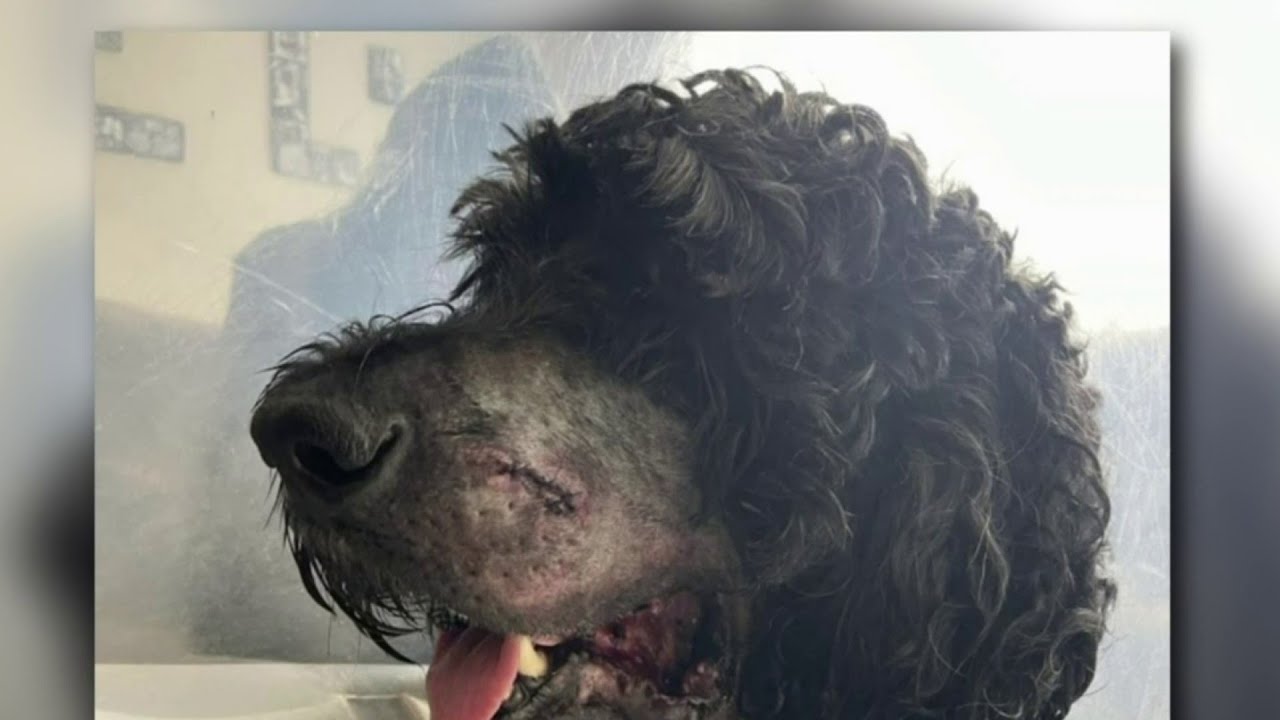 Detroit family’s goldendoodle shot in jaw by Wayne State University police