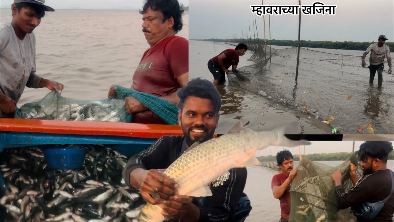 आज मिळाला मोठा पिल्सा  आणि कोत ,म्हावराच्या खजिना, होडी भरुन पडल म्हावर