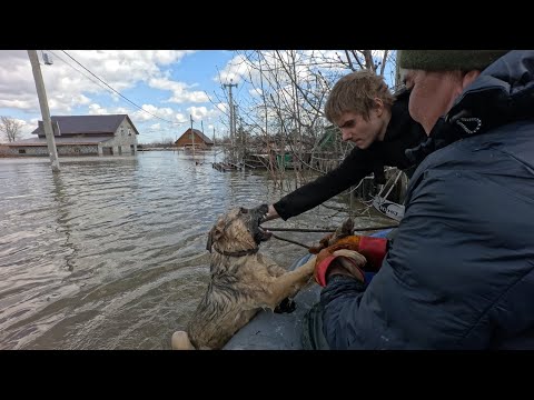 видео: Спас собак от смерти. В замен получил укусы.