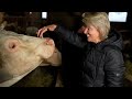 U Kotorskom, kod Ahmeda, snimili smo i belgijsko plavo govedo | Zimska kuhinja | Hayat TV