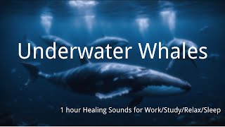 Underwater Whales  - Feel the Call from the Bottom - Healing Sounds for Work/Study/Relax/Sleep