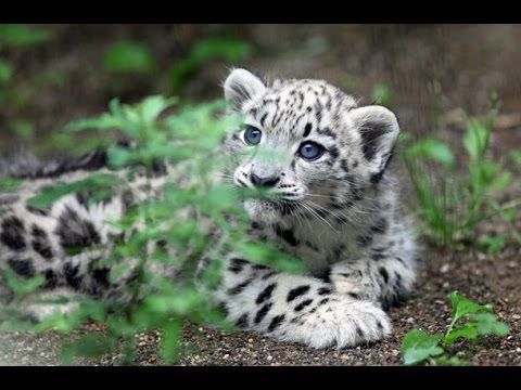 かわいいユキヒョウの赤ちゃん 親子で 旭山動物園 Snow Leopard Youtube