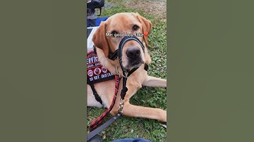 If my health wasn’t trash this day, I would have let him say hi🥺 #servicedog #dog #shorts #fyp