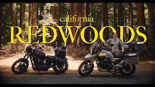 Riding 500 Miles on a Harley Sportster | CALIFORNIA REDWOODS