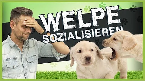 Wann ist ein Hund gut sozialisiert?