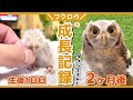 【感動】人の手で育てられたフクロウが巣立つまで、2ヶ月間の成長記録〜総まとめ〜【前篇】