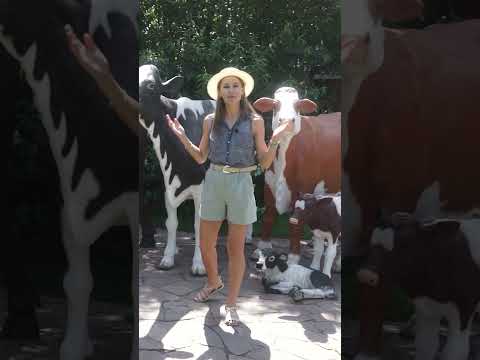 Коровы как живые,