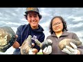 HOW TO DIG FOR BIG HUMONGOUS HORSE CLAMS |Pacific Northwest clams dig at Dash Point State Park