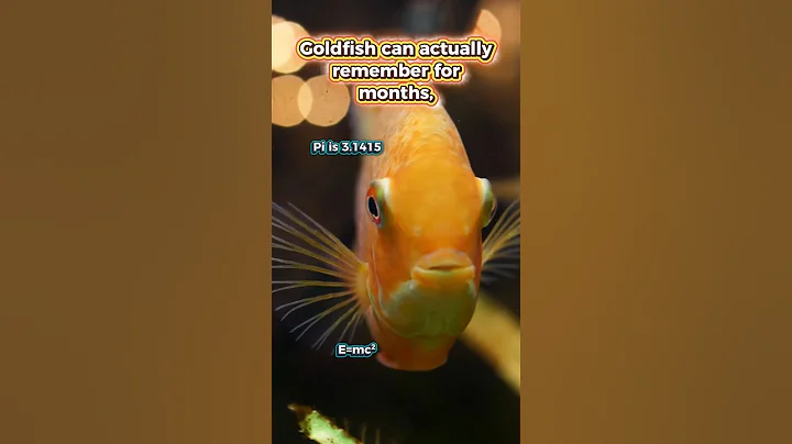 Goldfish: Smarter Than You Remember 😉