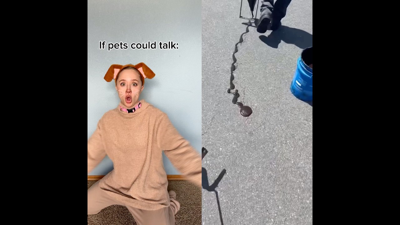 If pets could talk 