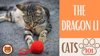Cats 101  DRAGON LI CAT  Top Cat Facts about the DRAGON LI