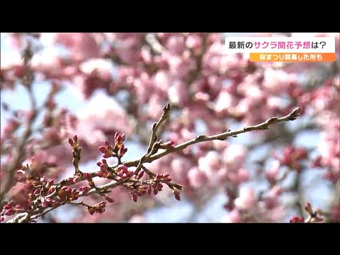 tbc気象台　仙台のサクラ　当初の開花予想「31日」から軌道修正　ではいつ？