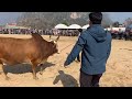 Nyuj Sib Nraus Nraus Zoo 2025 Nyuj Sib Nraus Nraus Zoo 2025