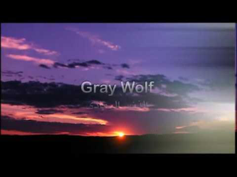 ملك الذئاب الذئب الرمادي