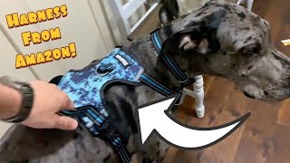 This Is The Perfect Harness For Your Great Dane
