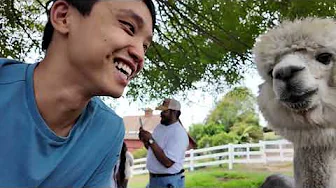 alpacas are surprisingly nice | vlog 33