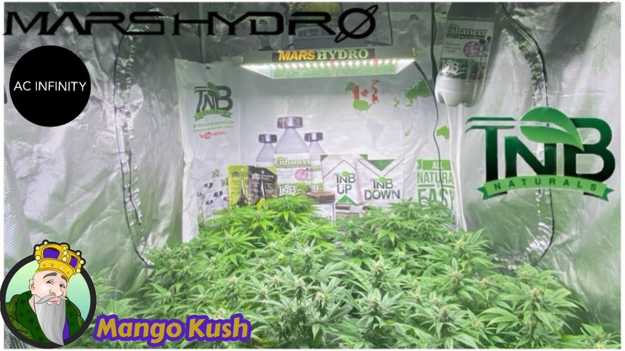 Mars Hydro Cup TS1000 3x3 grow Crop King Mango Kush end of week 4 TNB Naturals AC INFINITY.