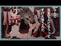 歌ってみた なんで生きてんだろうってすげえ思うんだ Covered By VITTE VALIS ヴィッテ独唱 歌ってみた なんで生きてんだろうってすげえ思うんだ Covered By VITTE VALIS ヴィッテ独唱