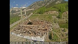 Preview of stream 2024 FortisAlberta Osprey Camera - Exshaw, Alberta