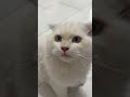 Cat sound to attract cats ,realistic meow #cat #kitten #meow #sound #shorts