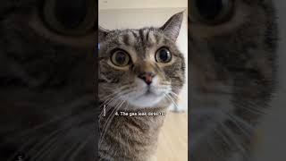 The Lifesaving Signals Your Cat Is Giving You