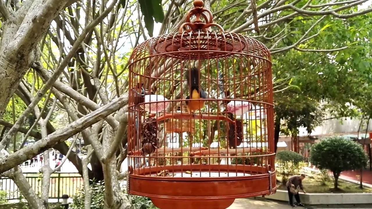 印尼黃肚（吱喳喉）