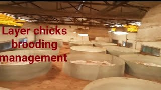 How setup Layer chicks brooding | Layer poultry farming