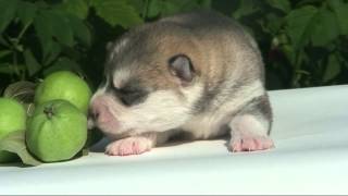 Siberian Husky Puppies / Щенки Хаски 28 June 2013