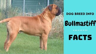 Bullmastiff dog breed. All breed characteristics and facts about Bullmastiff dogs by Dog Breeds 20,162 views 5 years ago 5 minutes, 36 seconds