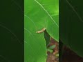 Obligate interaction  crematogaster borneensis removing lepidopteran larva from macaranga bancana