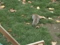 Saint James Park, London