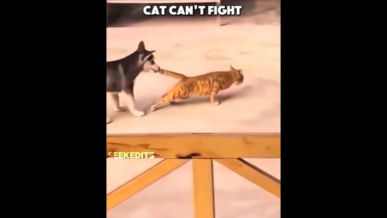 Cat can't fight π Cat can't fight π