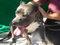 A4988320 CHAPLIN | Pit Bull/Staffordshire Bull Terrier