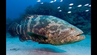 Giant Grouper, Ocean trip by ZERO PROJECT The Amazing Underwater documentary.