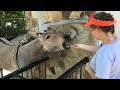 Зеброослик Телеграф хорошо научился выпрашивать угощения) Zebra-donkey learned to beg for treats)