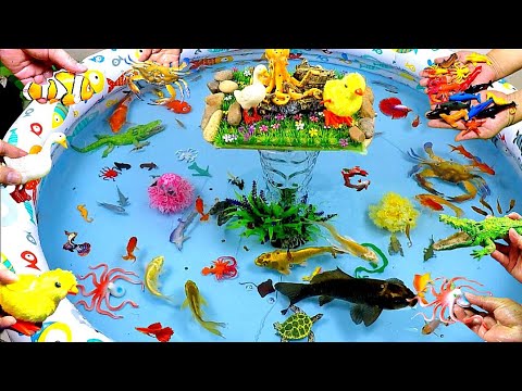 Sea Animals And Cute Animals, Goldfish, Crocodile, Sea Turtle, Black Koi Fish,Octopus,Duck,Clownfish