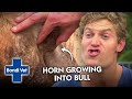 Bull's Horn is Growing into His Own SKULL! | Classic Clip | Bondi Vet