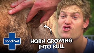 Bull's Horn is Growing into His Own SKULL! | Bondi Vet