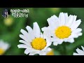 【おやすみミルクボーイ】花占い／ミルクボーイ公式